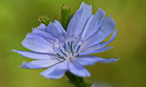 Chicory a colorful