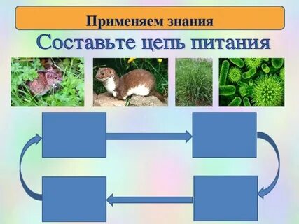 Цепи питания луга примеры