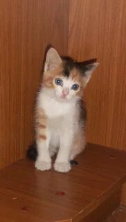 Котята в добрые архангельск