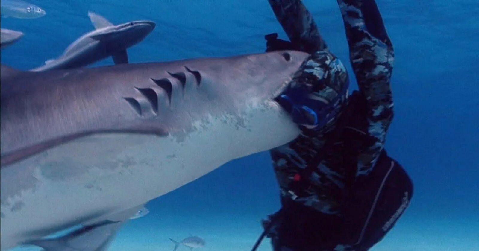 Катран сельдевая акула. Акулы в балтийском море. Гренландская полярная акула. Акулы в балтийском море. Акулы в балтийском море.