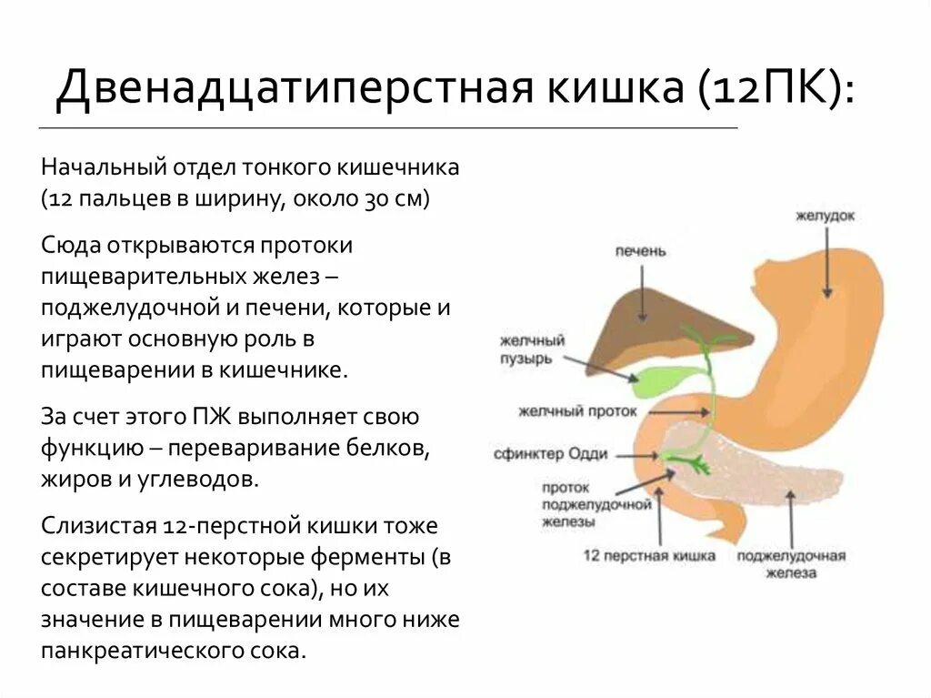 Куда открывается проток