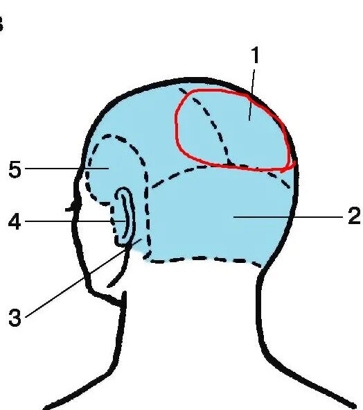 Темени на голове. Затылок. Строение затылка головы. Затылок и макушка.