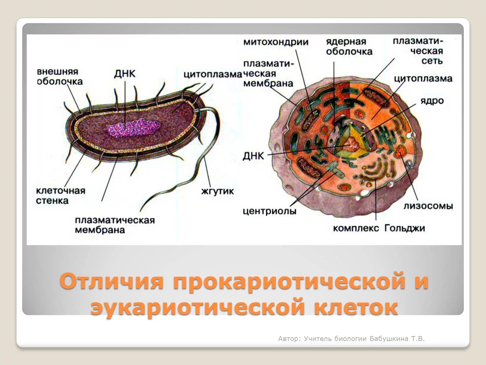 Строение бактерии прокариот. Строение бактериальной клетки прокариот. Прокариотическая клетка bacteria. Строение клетки прокариот бактерии.