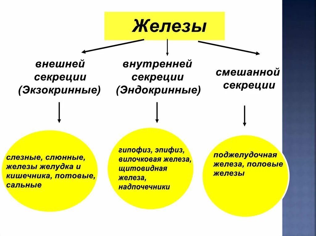 Железы внутренней внешней и смешанной секреции таблица. Железы внутренней секреции внешней и смешанной секреции таблица. Железы внутренней и внешней секреции таблица. Железы внешней внутренней и смешанной секреции.