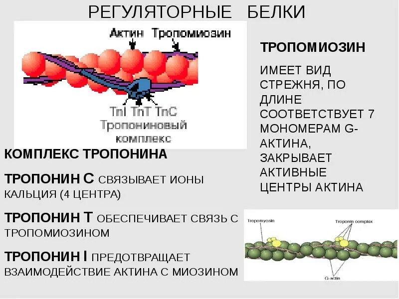 Функции мышечных белков