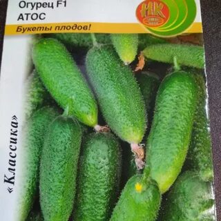 Огурцы атос описание сорта