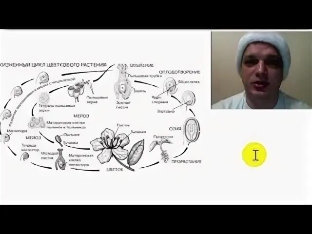 Образование зиготы у покрытосеменных