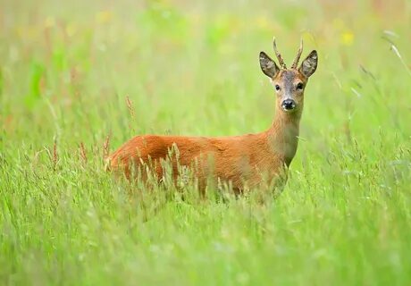 Roe