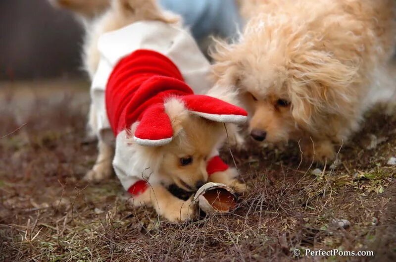 Собачка настоящая. Какая собака у ревы. Собачки живые. Скачай настоящих собак. Скачай настоящих собак.