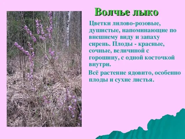 Лыко прилагательное. Волчье лыко сиреневое цветение. волчье лыко фото. лесная сирень волчье лыко. волчье лыко в медицине.
