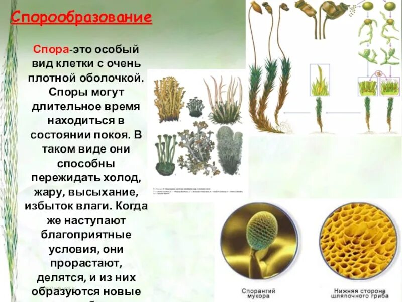 Спорообразование. Образование спор у растений. Спорообразование характерно для. Процесс спорообразования у растений.