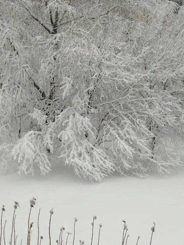 Февральский пейзаж. Зимний лес утром. Зимняя метель. Степь зимой. Снежная буря.