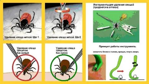 В какую сторону выкручивать клеща у собаки