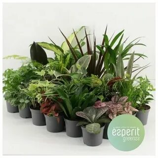 Mixed plants