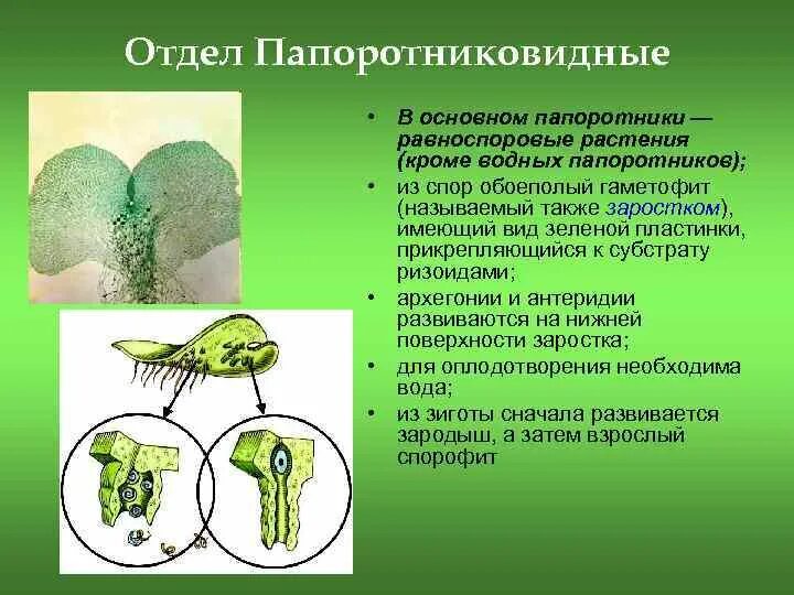 Прикрепляется к почве ризоидами. Антеридии и архегонии папоротника. Заросток архегонии. Антеридии и архегонии расположены. Антеридий папоротника.