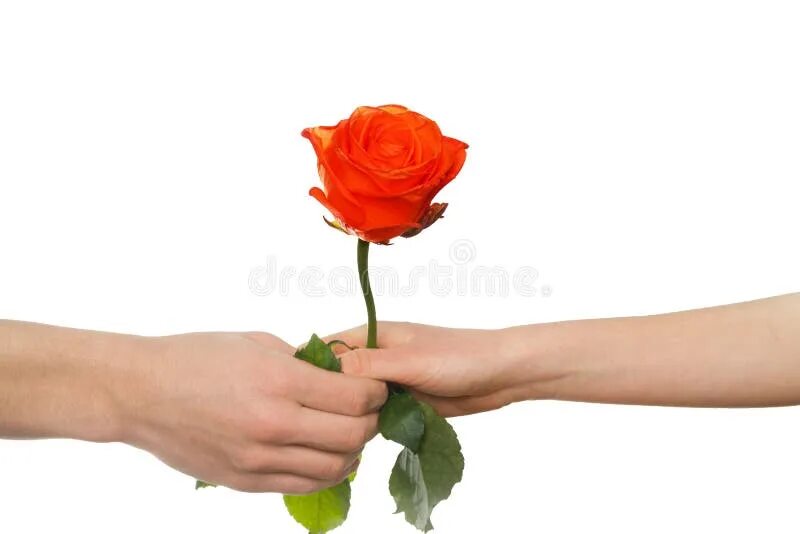 Бывший передал цветы. Протянутая рука с розой. Дарит розу. Рука держит розу. Рука дарит розу.