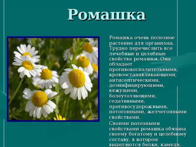 Текст описание в научном стиле растения ромашка. Описание ромашки. Лекарственное растение Ромашка доклад. Доклад про ромашку. Ромашка лечебная доклад.