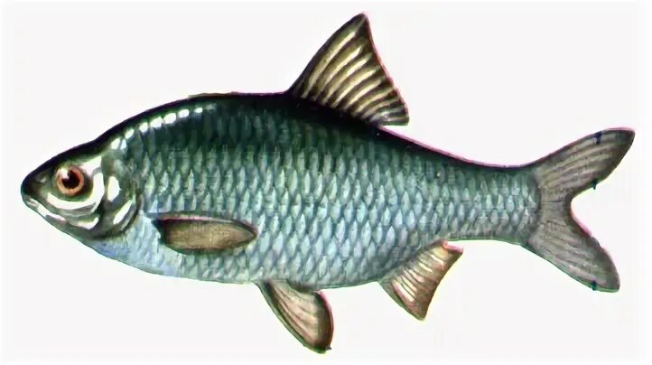 Почему численность промысловых растительноядных рыб. Рыба в Казахстане.