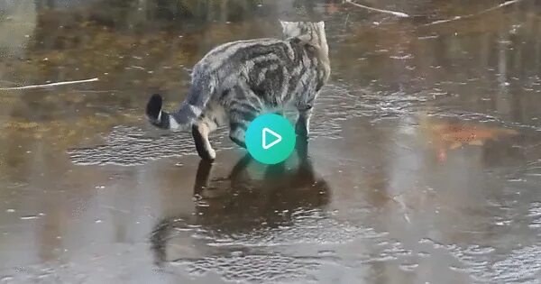 Кот скользит. Кошка на льду. кот в луже. кот в луже под дождём.