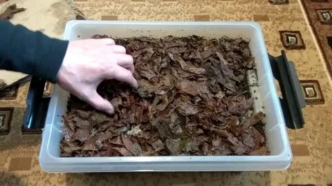 Как выращивать дождевых червей