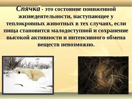 Сезонное приспособление