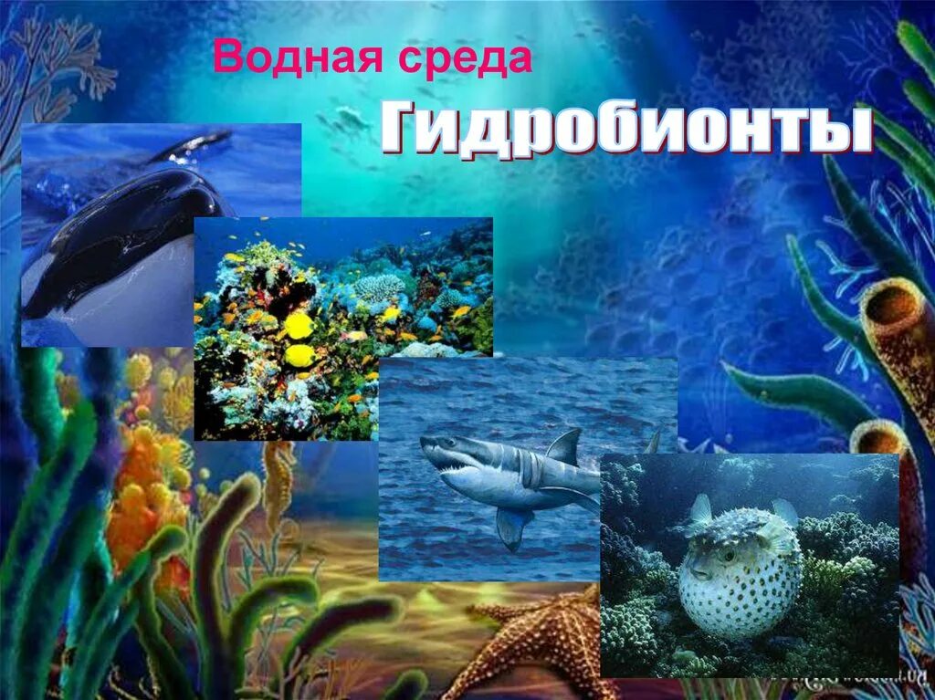 Разнообразие организмов водной среды. Водная среда обитания. Обитатели водной среды обитания. Живые организмы водной среды. Водная среда жизни.