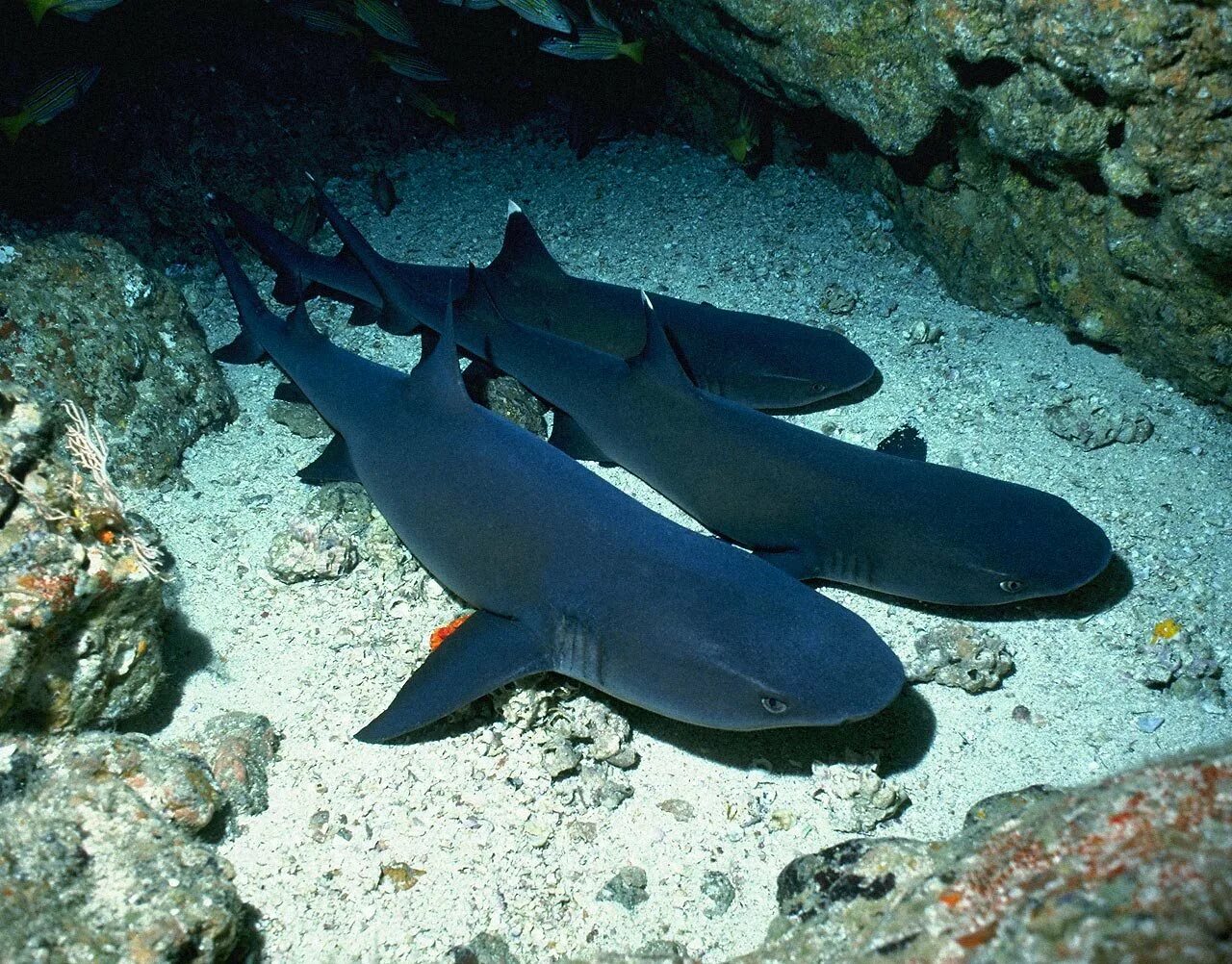 Катран 7. Черная рифовая акула. Катран акула черного моря. Акулы Средиземного моря. Акулы Средиземного моря Турция.