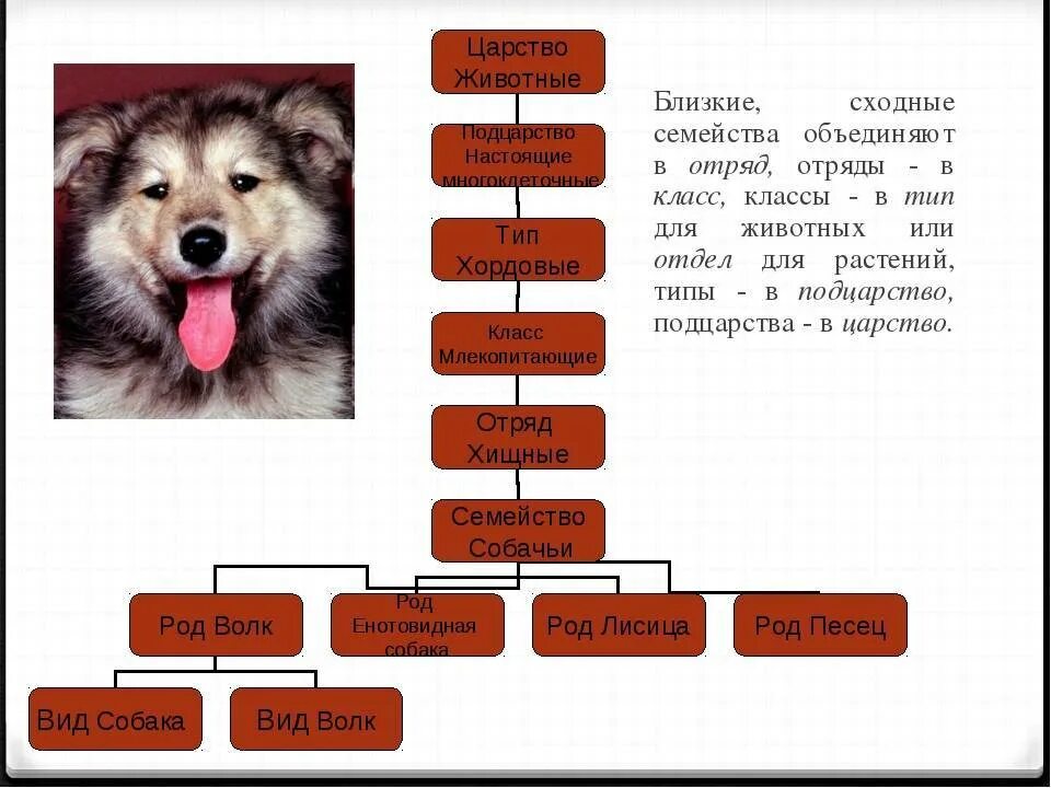 Животные царство тип класс отряд семейство. Систематика вид род семейство отряд. Собака род вид семейство отряд. Царство животных типы классы отряды семейства. Волк царство Тип класс отряд семейство род вид.