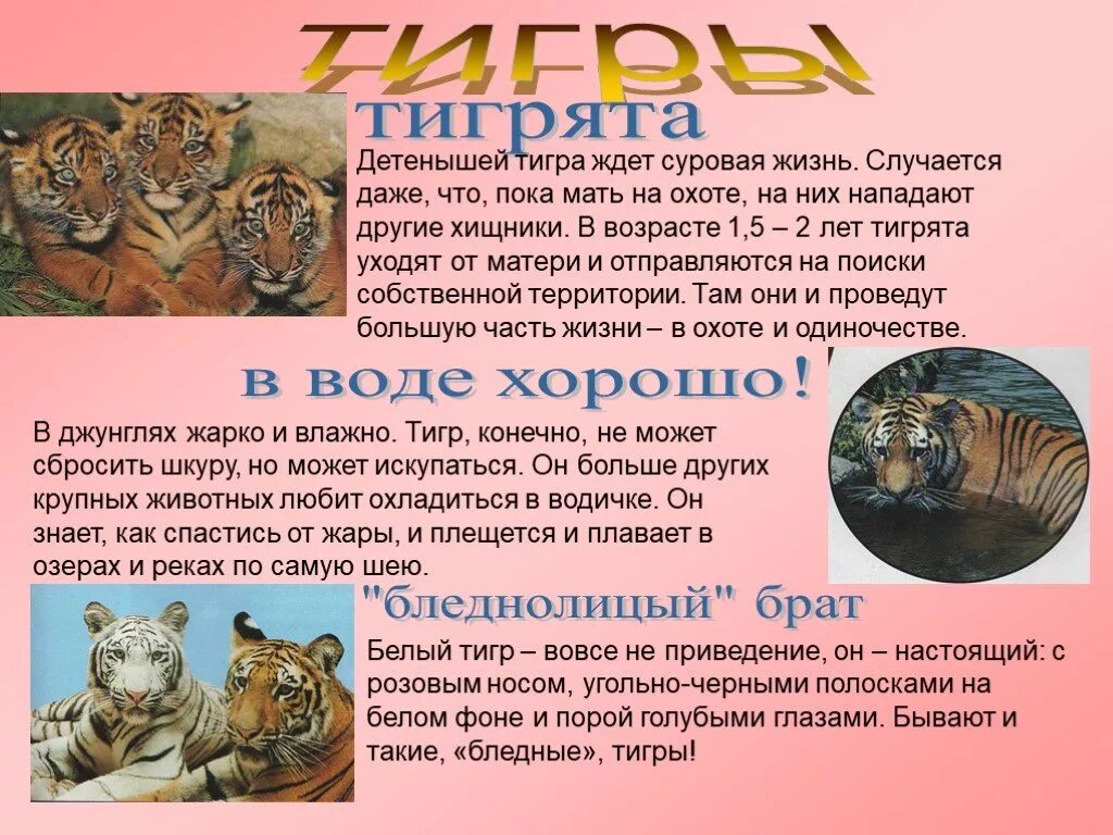 Семейство кошачьих презентация. Тигр описание. Информация о Тигре. Информация про тигрят.