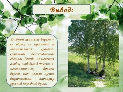 Весной береза окружающий мир 2 класс