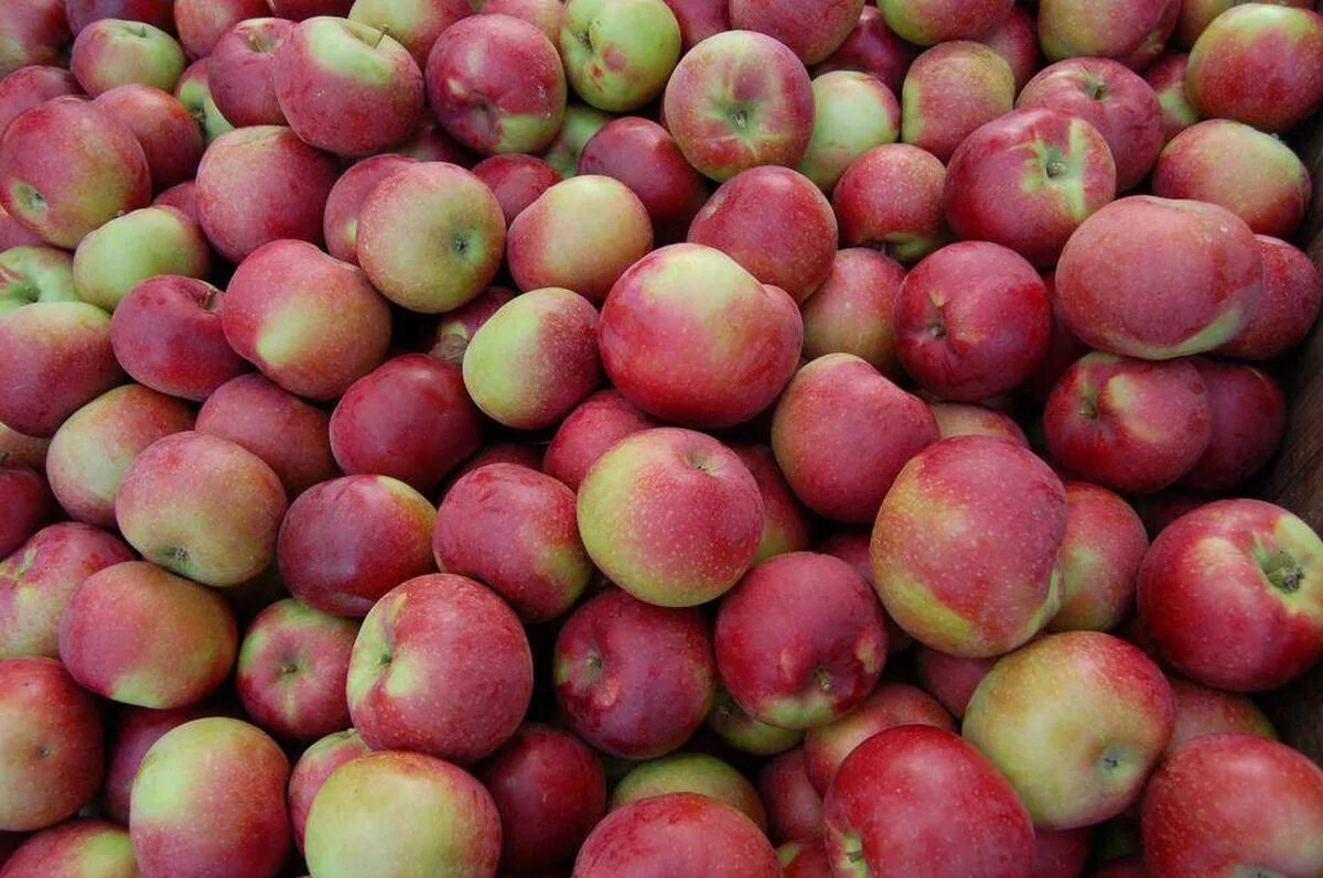 Сорт яблок макинтош. Яблоки макинтош фото. Сорта яблок фото макиншот. John MCINTOSH Apple Tree.