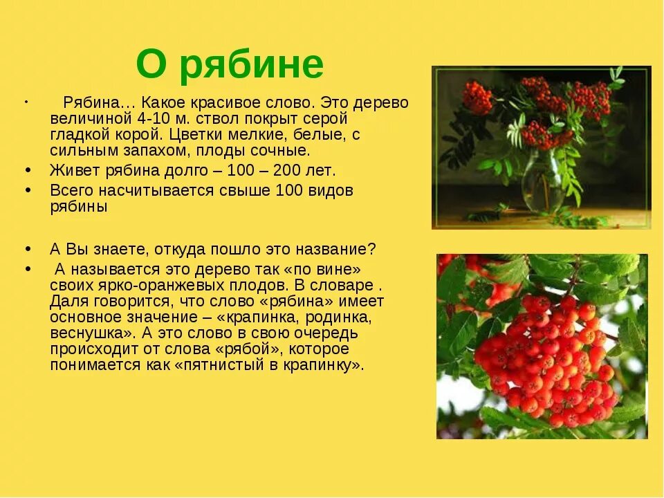 Информация о каком либо тексте это. Информация о рябине. интересные факты о рябине. рябина описание. рассказ про рябину.