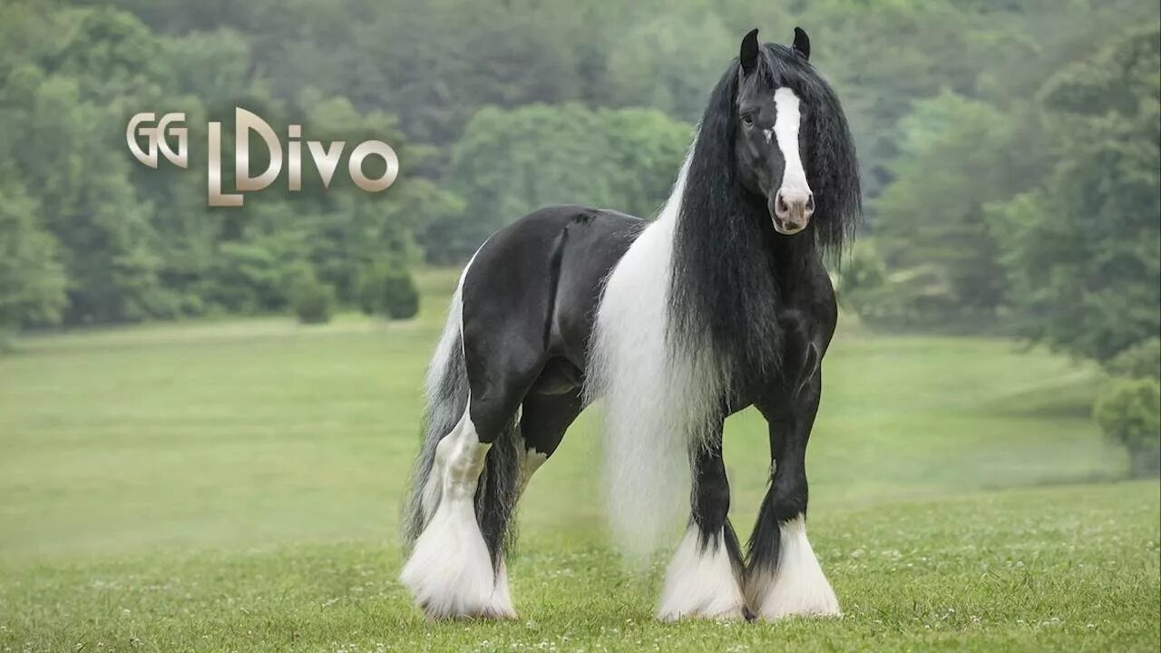 Цыганский Ваннер лошадь. Лошадь породы Гипси Ваннер. Цыганский Ваннер с длинной гривой. Конь с усами порода.