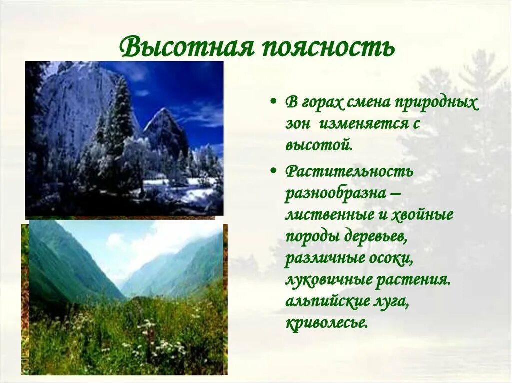 Природная зона россии области высотной поясности. Зона ВЫСОТНОЙ поясности России растения. Высотная поясность растительности гор. Растительность ВЫСОТНОЙ поясности в России. Растения зоны области ВЫСОТНОЙ поясности.