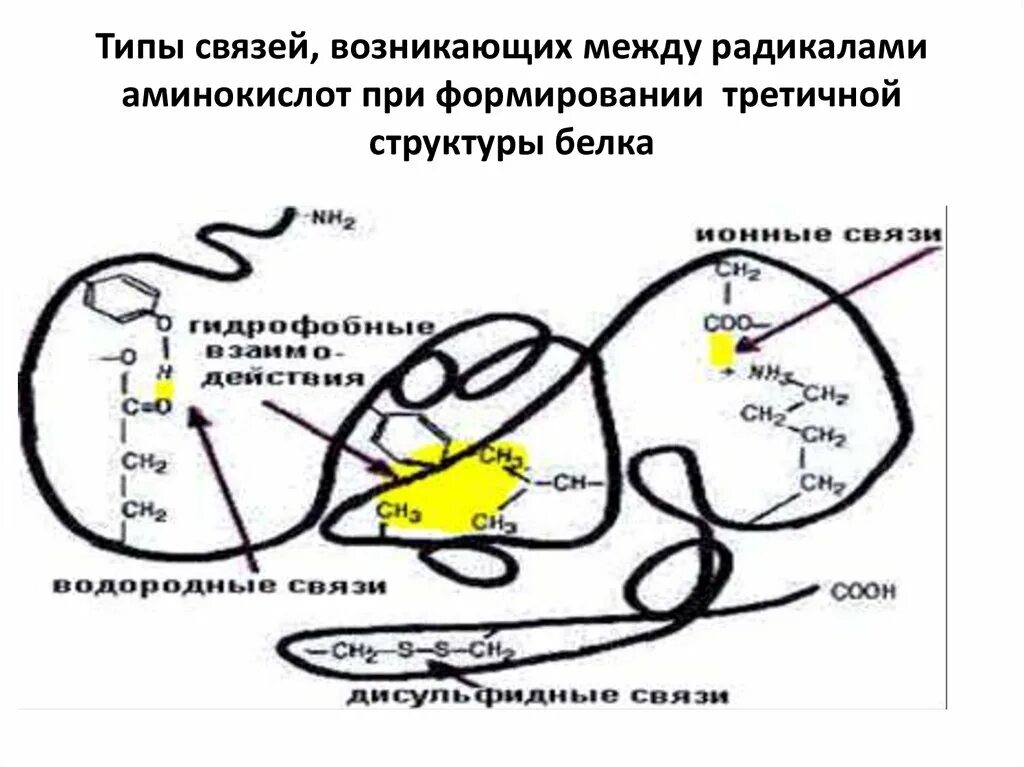 Связи между радикалами аминокислот. Типы связей между радикалами аминокислот. водородные связи между радикалами аминокислот. ионные связи между радикалами аминокислот.