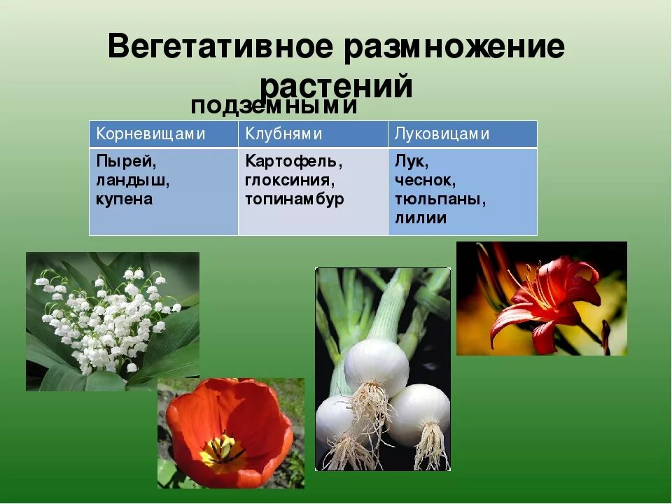 Вегетативные организмы примеры. Вегетативное размножение растений примеры. Вегетативное пример раст. Вегетативное размножение растений примеры растений. Какие растения размножаются клубнями.