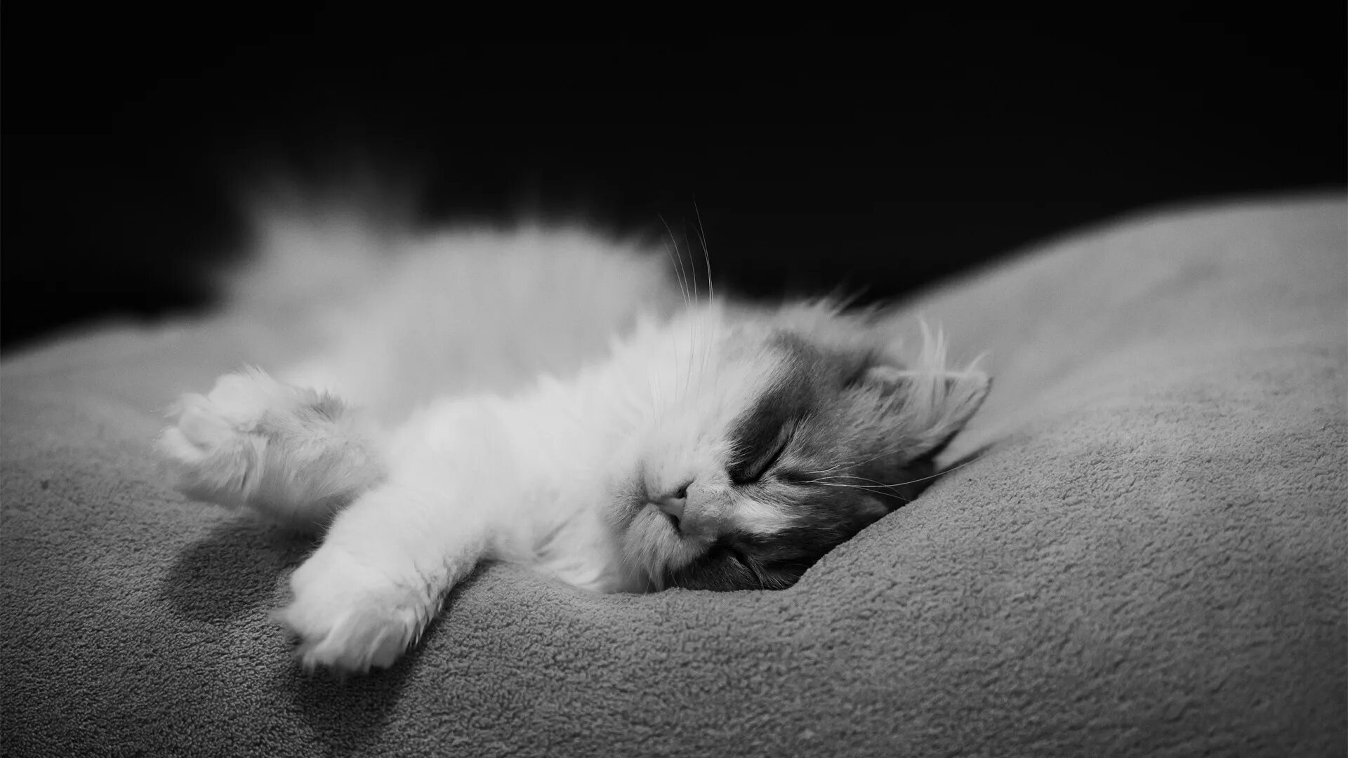 Спящий черно белый кот. Спящие котята. Сон бело черный кот. Диван кошка. Черно белый кот.