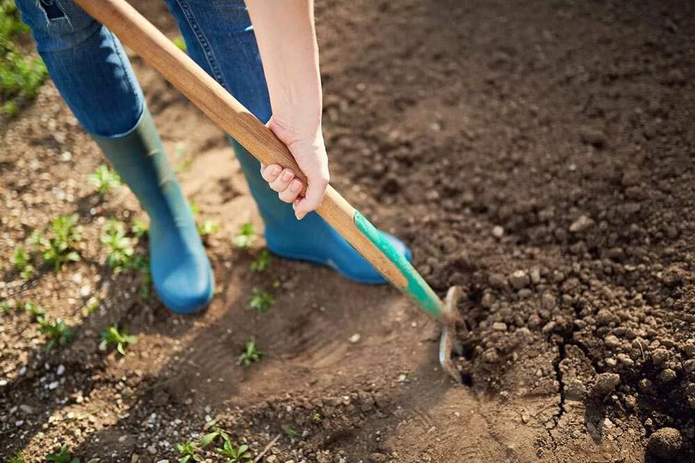 Можно ли перекапывать землю. Весенняя перекопка почвы. Перекопка почвы грядки. Рыхление почвы в огороде. Вскапывание огорода.