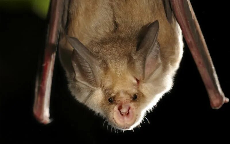 Рукокрылые представители. Летучие мыши представители. Рукокрылые насекомоядные. Летучие мыши представители. Летучие мыши представители.