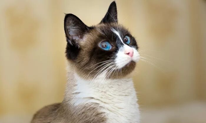 Snowshoe Cat Hayvanlar, Kedi, Cats