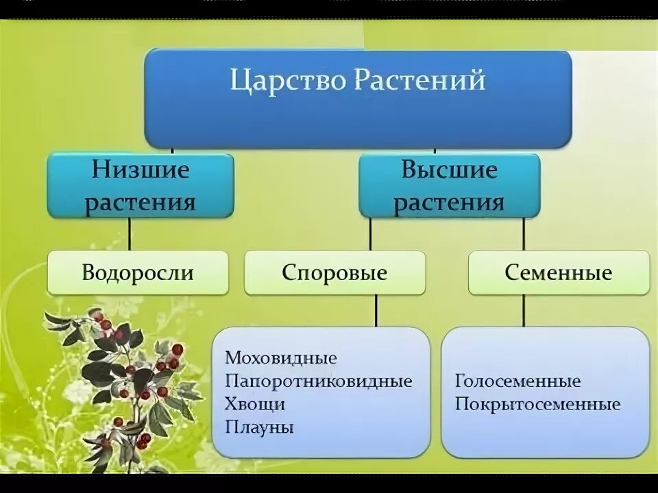 Схема растений низшие высшие. Споровые растения низшие высшие схема. Высшие и низшие растения. Споровые и семенные растения.. Систематика растений высшие и низшие растения. Низшие, высшие споровые и Голосеменные растения"..