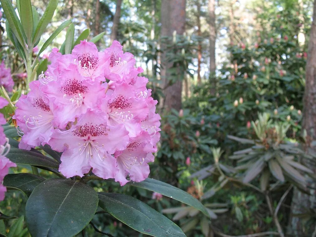 Рододендрон гибридхельсинки «юниверсити». Рододендрон гибридный helsinki university. Рододендрон helsinki university. Рододендрон хельсинки юниверсити. Рододендрон юниверсити.