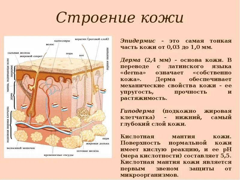 Какие три слоя кожи