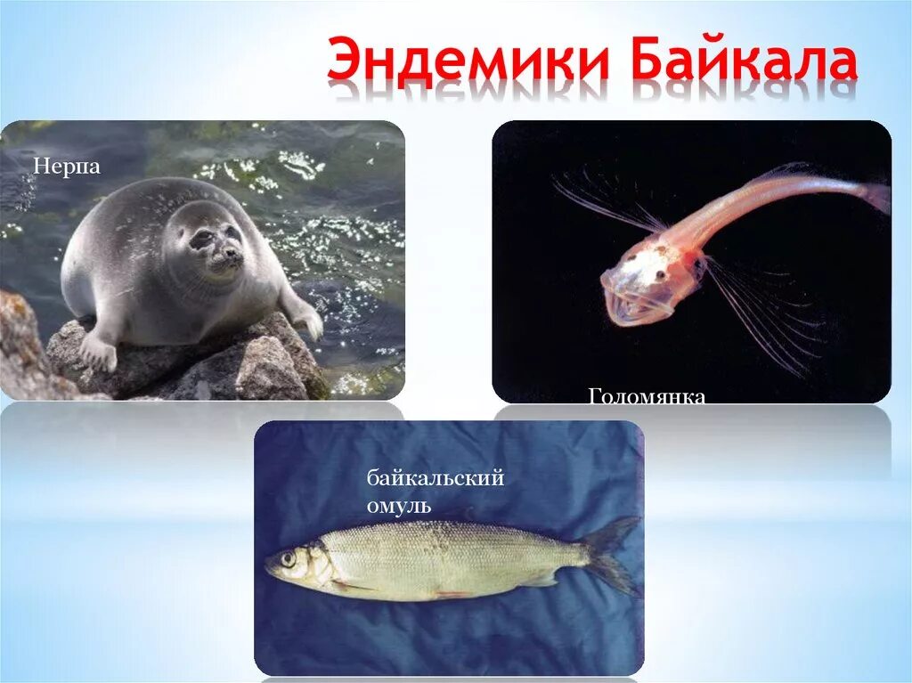 Эндемичные виды байкала. Эндемики озера Байкал. Животные эндемики озера Байкал. Рыба эндемик озера Байкал. Эндемичные обитатели Байкала.