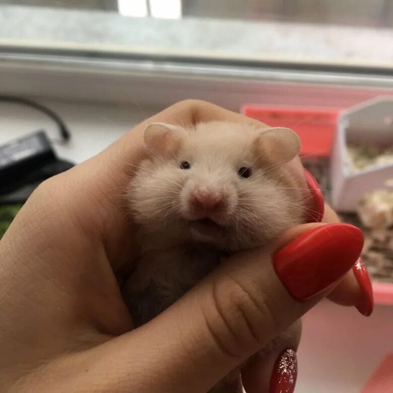 хомяки домашние. маленькие игрушки для хомяков. хомяк интернет магазин. хомячки в магазине. хомяк интернет магазин.
