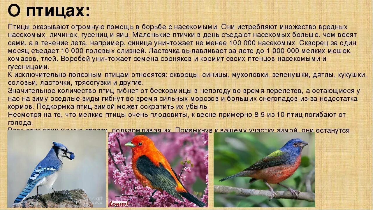 Окружающий мир 1 класс сообщение о птице