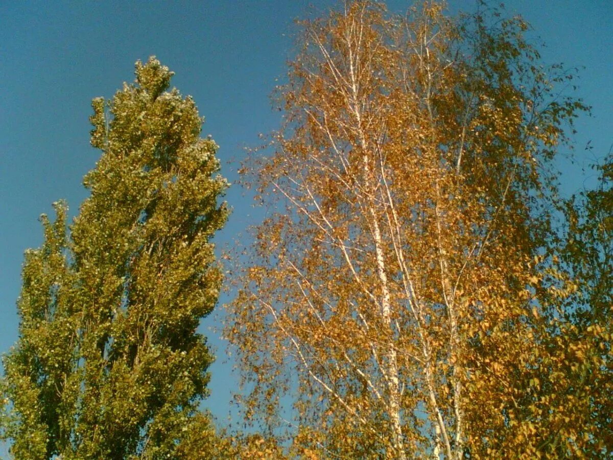 Березы клены тополя. Тополь дерево. осина и тополь. береза тополь осина. береза ольхи ивы осины тополя.