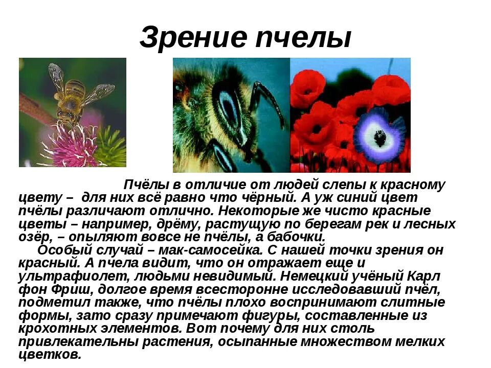 Какими цветами видит пчела