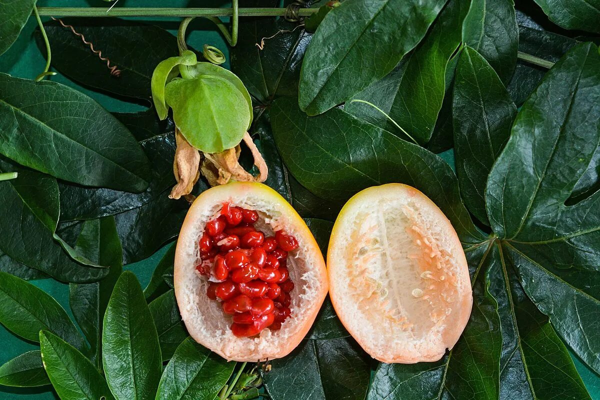How To Grow Passion Fruit In Pots And Along Fences Passion fruit plant, Passionf