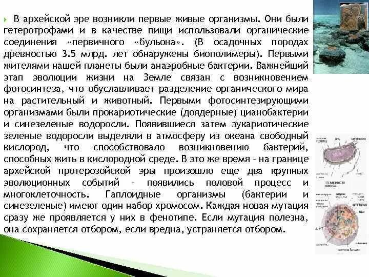 1 живые организмы зародились в. Архейская Эра первые живые организмы. Первые бактерии архейской эры. Первые живые организмы возникшие в архейской эре. В какую эру появились первые живые организмы.